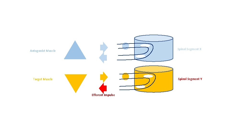 Spinal Segment X Antagonist Muscle Spinal Segment Y Target Muscle Efferent Impulse 