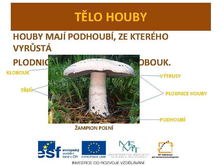 TĚLO HOUBY MAJÍ PODHOUBÍ, ZE KTERÉHO VYRŮSTÁ PLODNICE HOUBY – TŘEŇ A KLOBOUK VÝTRUSY