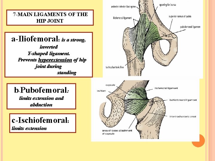 7 -MAIN LIGAMENTS OF THE HIP JOINT a-Iliofemoral: is a strong, inverted Y-shaped ligament.