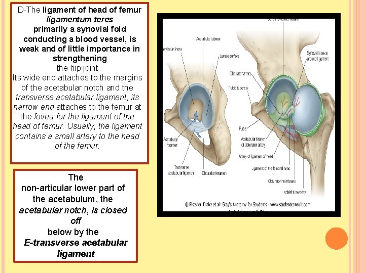 D-The ligament of head of femur ligamentum teres primarily a synovial fold conducting a