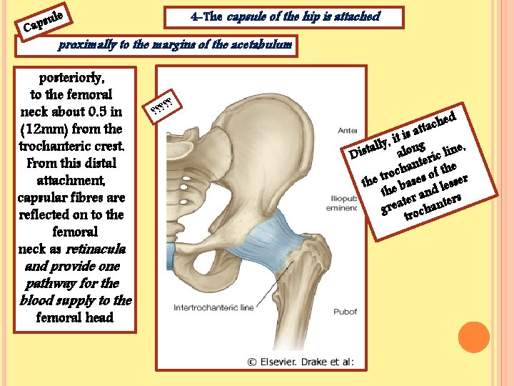 su Cap le 4 -The capsule of the hip is attached proximally to the