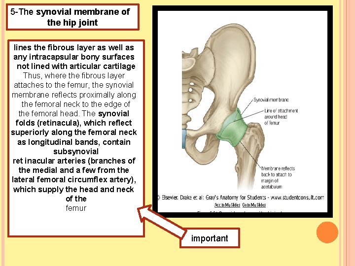 5 -The synovial membrane of the hip joint lines the fibrous layer as well