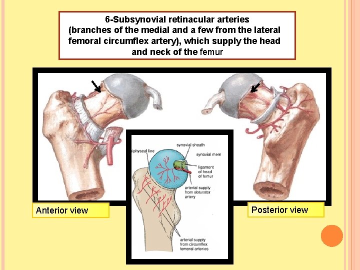 6 -Subsynovial retinacular arteries (branches of the medial and a few from the lateral
