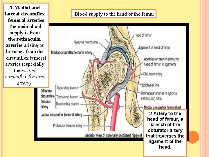 1 -Medial and lateral circumflex femoral arteries The main blood supply is from the