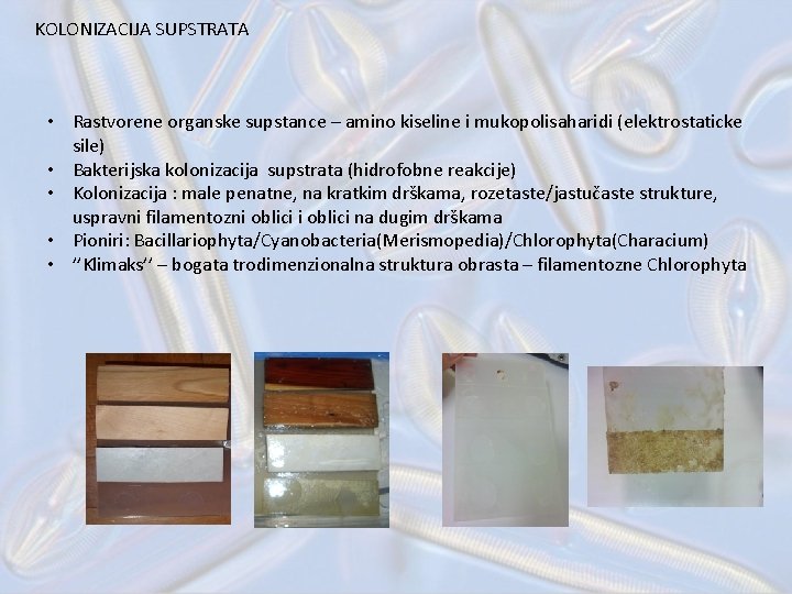 KOLONIZACIJA SUPSTRATA • Rastvorene organske supstance – amino kiseline i mukopolisaharidi (elektrostaticke sile) •