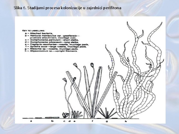 Slika 6. Stadijumi procesa kolonizacije u zajednici perifitona 