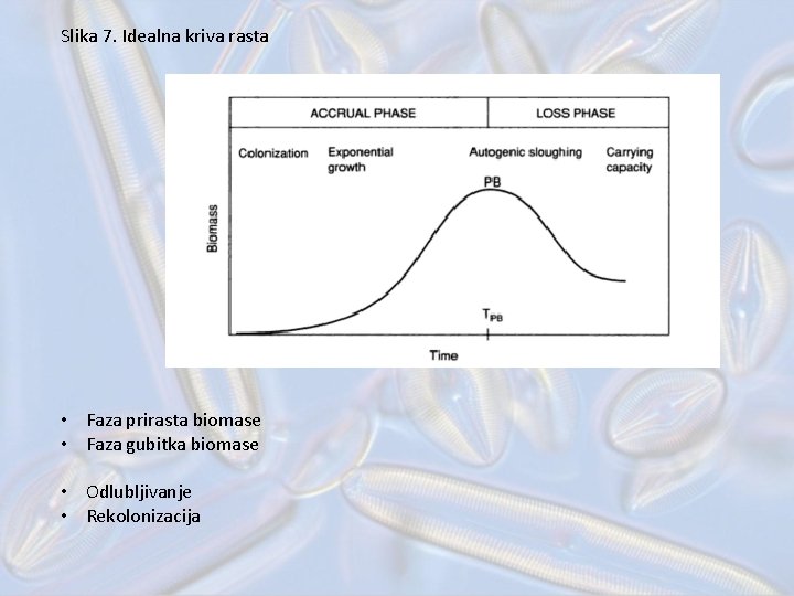 Slika 7. Idealna kriva rasta • Faza prirasta biomase • Faza gubitka biomase •