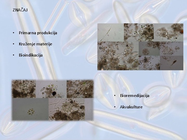 ZNAČAJ • Primarna produkcija • Kruženje materije • Bioindikacija • Bioremedijacija • Akvakulture 