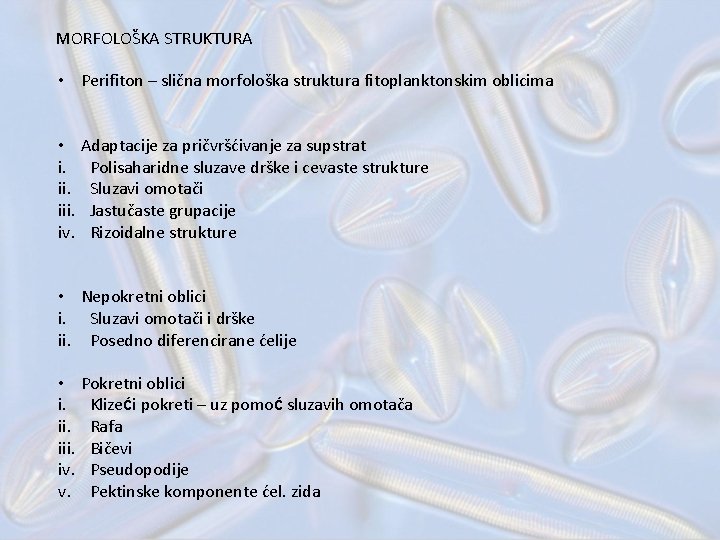 MORFOLOŠKA STRUKTURA • Perifiton – slična morfološka struktura fitoplanktonskim oblicima • Adaptacije za pričvršćivanje