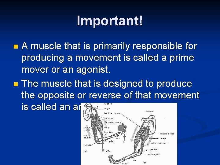 Important! A muscle that is primarily responsible for producing a movement is called a