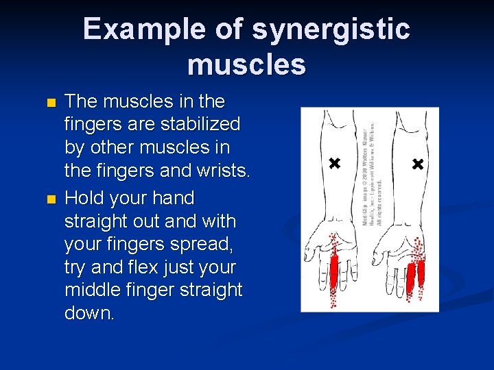 Example of synergistic muscles n n The muscles in the fingers are stabilized by
