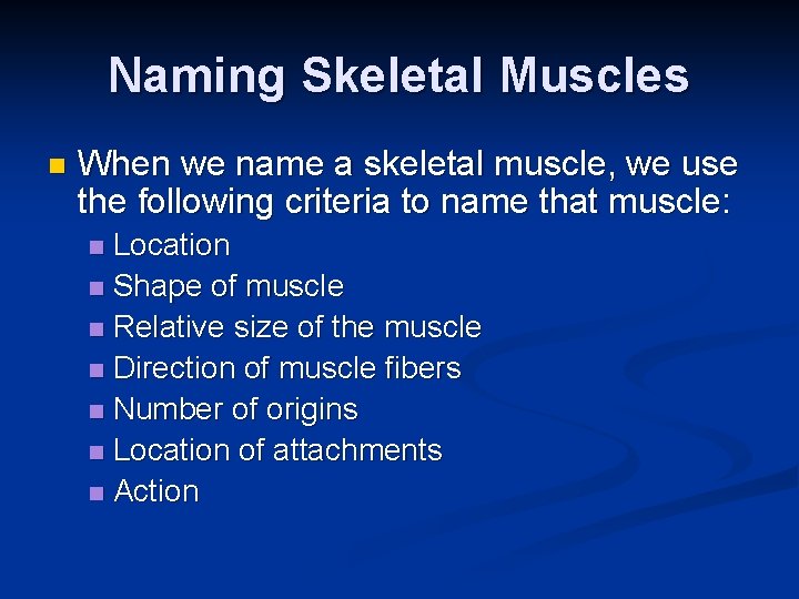Naming Skeletal Muscles n When we name a skeletal muscle, we use the following