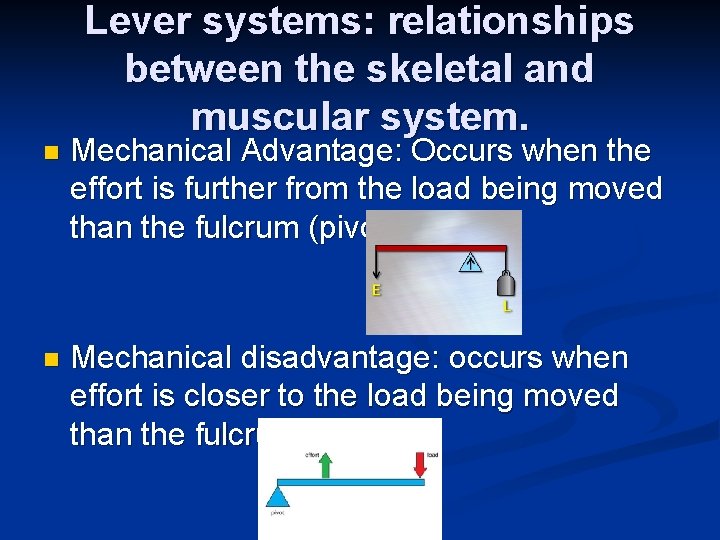 Lever systems: relationships between the skeletal and muscular system. n Mechanical Advantage: Occurs when