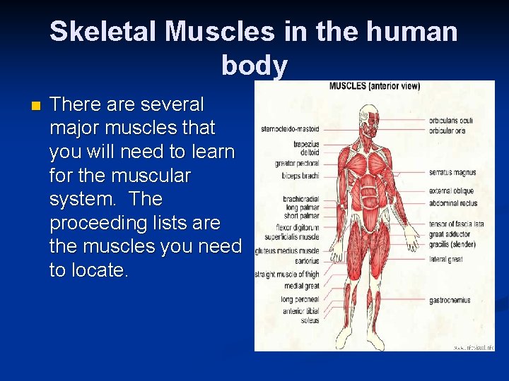 Skeletal Muscles in the human body n There are several major muscles that you