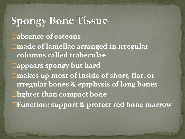 Spongy Bone Tissue �absence of osteons �made of lamellae arranged in irregular columns called Spongy Bone Tissue �absence of osteons �made of lamellae arranged in irregular columns called