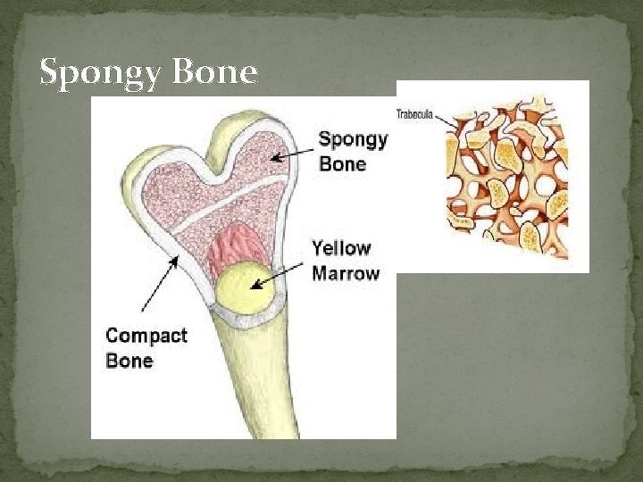 Spongy Bone  Spongy Bone
