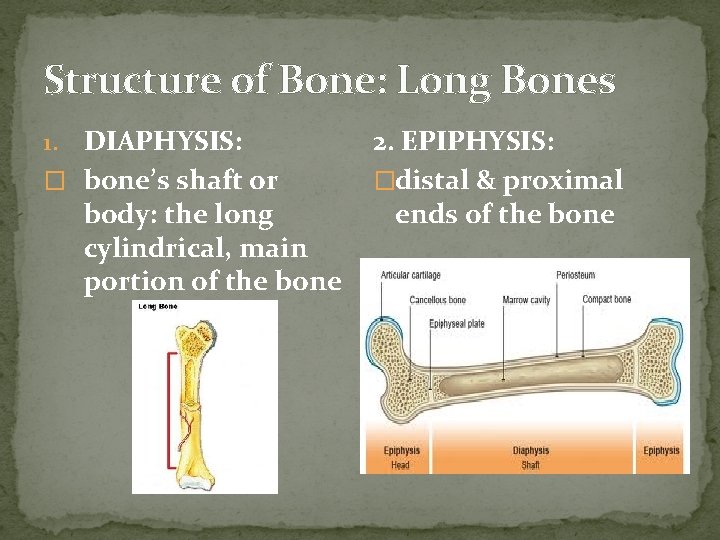 Structure of Bone: Long Bones DIAPHYSIS: � bone’s shaft or body: the long cylindrical, Structure of Bone: Long Bones DIAPHYSIS: � bone’s shaft or body: the long cylindrical,