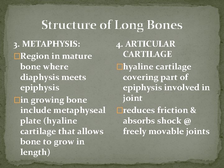 Structure of Long Bones 3. METAPHYSIS: �Region in mature bone where diaphysis meets epiphysis Structure of Long Bones 3. METAPHYSIS: �Region in mature bone where diaphysis meets epiphysis