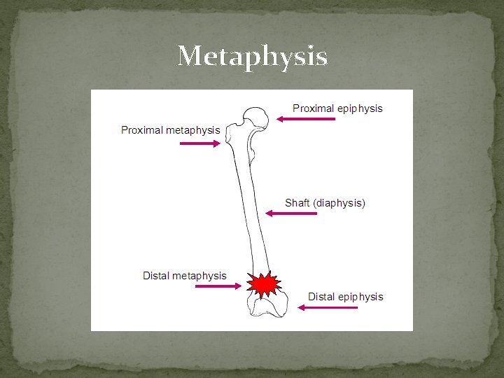 THE SKELETAL SYSTEM PART 1 BONES Chapter 6