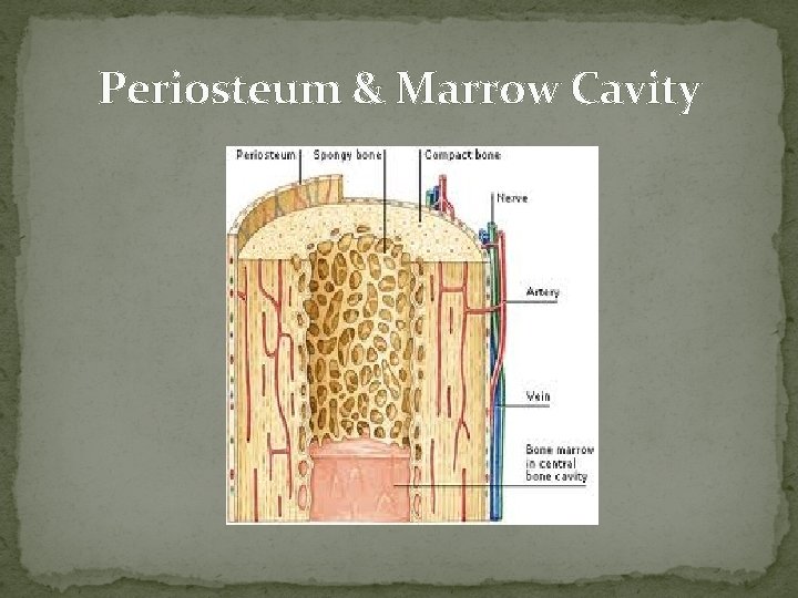 Periosteum & Marrow Cavity  Periosteum & Marrow Cavity
