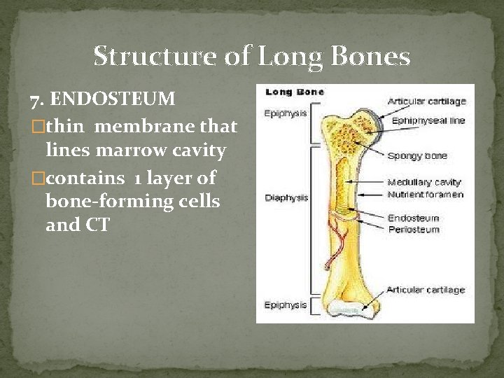 Structure of Long Bones 7. ENDOSTEUM �thin membrane that lines marrow cavity �contains 1 Structure of Long Bones 7. ENDOSTEUM �thin membrane that lines marrow cavity �contains 1