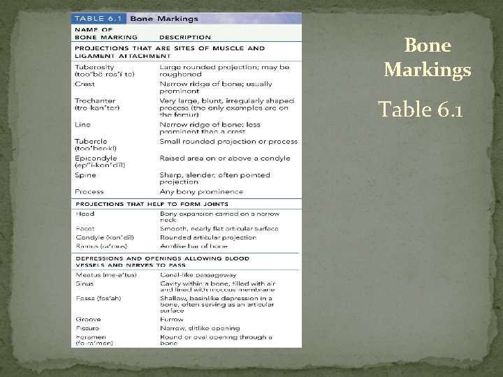 Bone Markings Table 6. 1  Bone Markings Table 6. 1