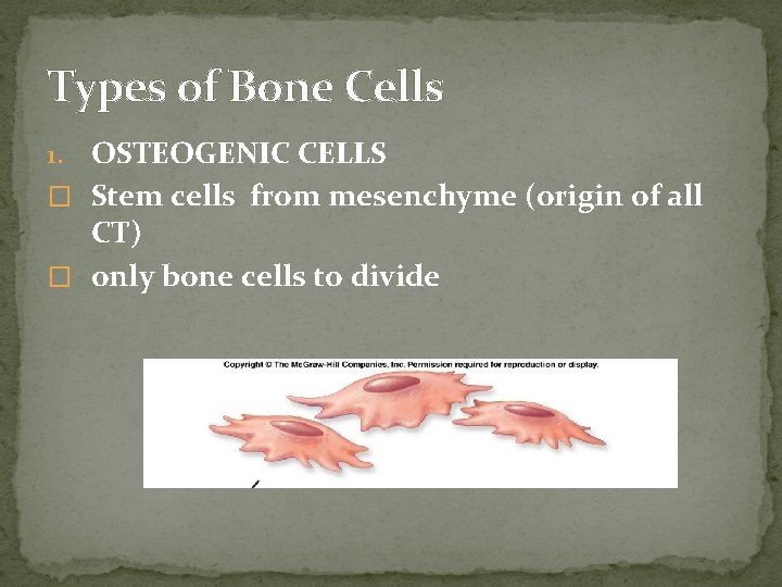 Types of Bone Cells OSTEOGENIC CELLS � Stem cells from mesenchyme (origin of all Types of Bone Cells OSTEOGENIC CELLS � Stem cells from mesenchyme (origin of all