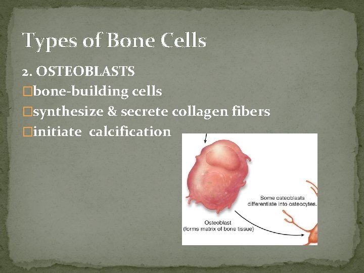 Types of Bone Cells 2. OSTEOBLASTS �bone-building cells �synthesize & secrete collagen fibers �initiate Types of Bone Cells 2. OSTEOBLASTS �bone-building cells �synthesize & secrete collagen fibers �initiate