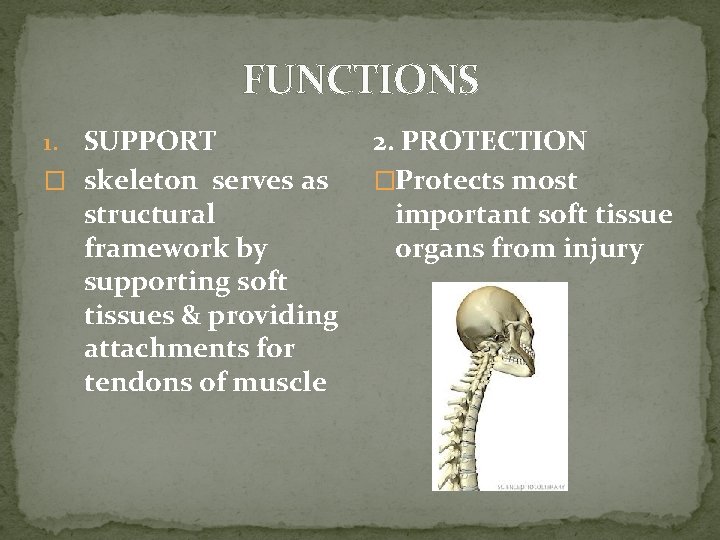 FUNCTIONS SUPPORT � skeleton serves as structural framework by supporting soft tissues & providing FUNCTIONS SUPPORT � skeleton serves as structural framework by supporting soft tissues & providing