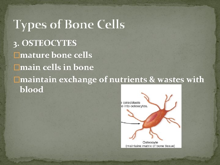 Types of Bone Cells 3. OSTEOCYTES �mature bone cells �main cells in bone �maintain Types of Bone Cells 3. OSTEOCYTES �mature bone cells �main cells in bone �maintain