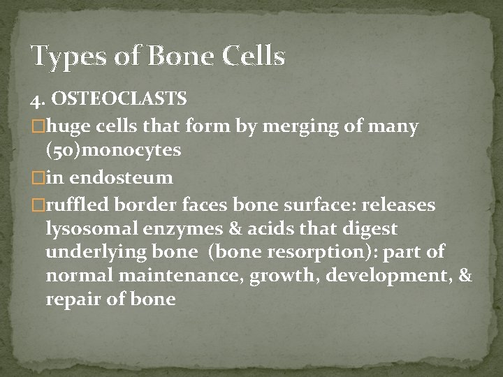 Types of Bone Cells 4. OSTEOCLASTS �huge cells that form by merging of many Types of Bone Cells 4. OSTEOCLASTS �huge cells that form by merging of many