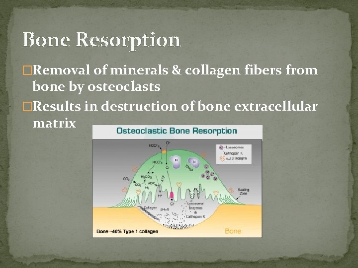 Bone Resorption �Removal of minerals & collagen fibers from bone by osteoclasts �Results in Bone Resorption �Removal of minerals & collagen fibers from bone by osteoclasts �Results in