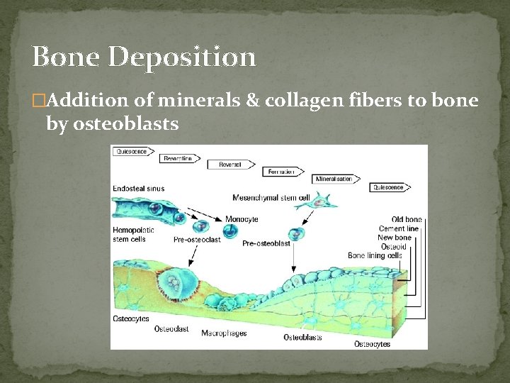 Bone Deposition �Addition of minerals & collagen fibers to bone by osteoblasts  Bone Deposition �Addition of minerals & collagen fibers to bone by osteoblasts