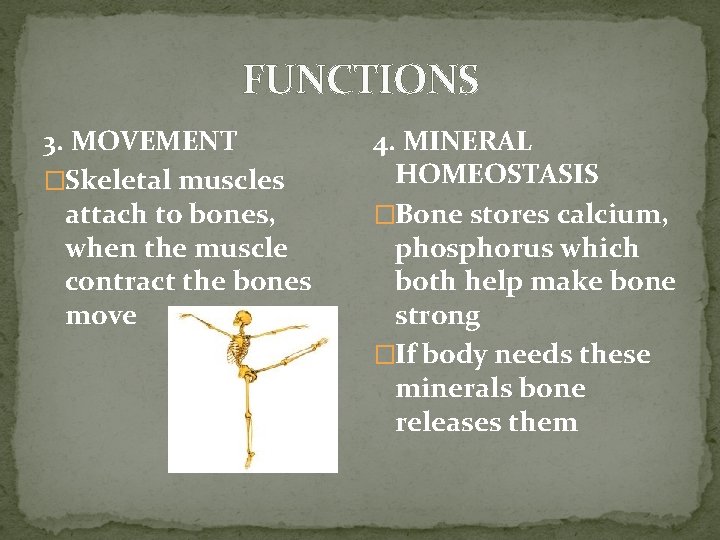 FUNCTIONS 3. MOVEMENT �Skeletal muscles attach to bones, when the muscle contract the bones FUNCTIONS 3. MOVEMENT �Skeletal muscles attach to bones, when the muscle contract the bones