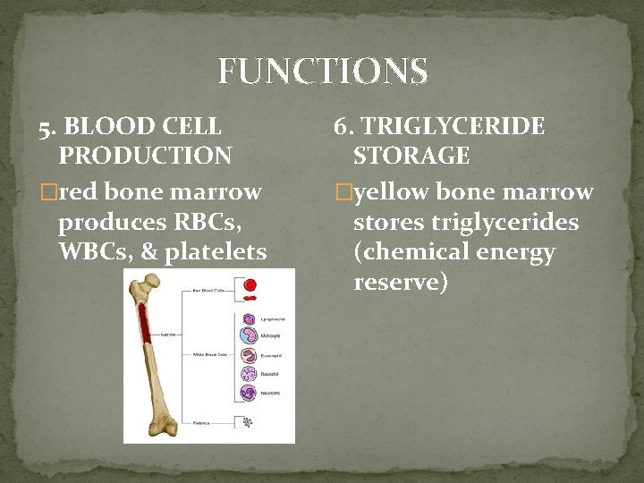 FUNCTIONS 5. BLOOD CELL PRODUCTION �red bone marrow produces RBCs, WBCs, & platelets 6. FUNCTIONS 5. BLOOD CELL PRODUCTION �red bone marrow produces RBCs, WBCs, & platelets 6.