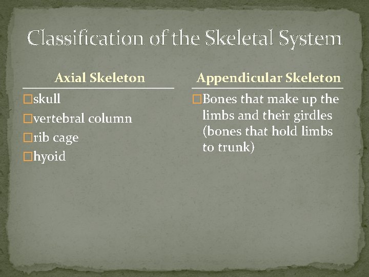 Classification of the Skeletal System Axial Skeleton �skull �vertebral column �rib cage �hyoid Appendicular Classification of the Skeletal System Axial Skeleton �skull �vertebral column �rib cage �hyoid Appendicular