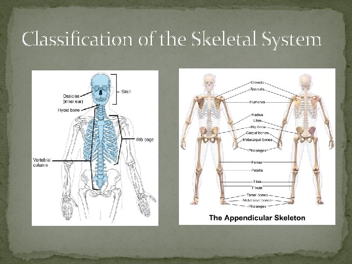Classification of the Skeletal System  Classification of the Skeletal System