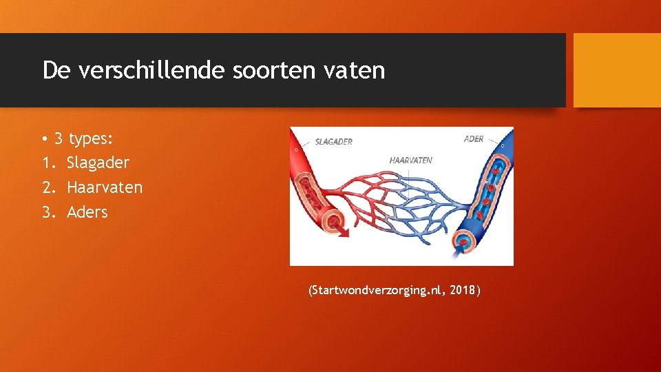 De bloedsomloop Inhoud les Vaten Slagaders Haarvaten Aders