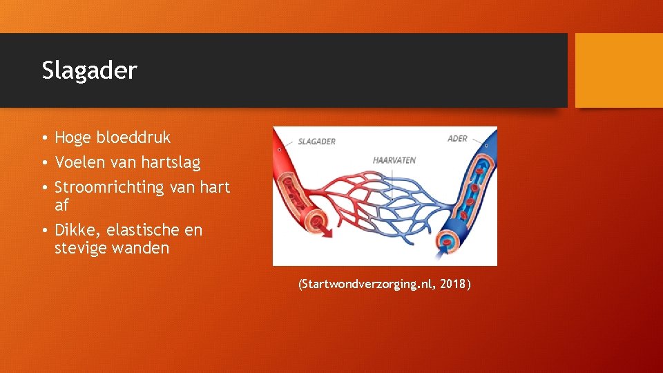 De bloedsomloop Inhoud les Vaten Slagaders Haarvaten Aders