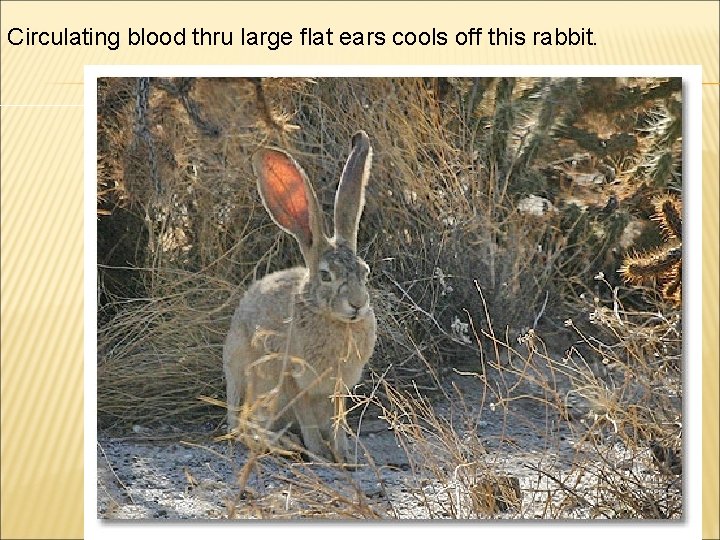 Circulating blood thru large flat ears cools off this rabbit. 