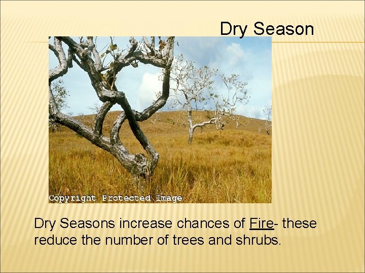 Dry Seasons increase chances of Fire- these reduce the number of trees and shrubs.