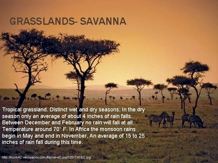 GRASSLANDS- SAVANNA Tropical grassland. Distinct wet and dry seasons; In the dry season only