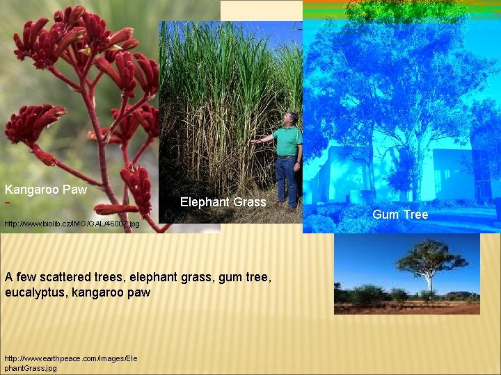 Kangaroo Paw Elephant Grass http: //www. biolib. cz/IMG/GAL/46007. jpg A few scattered trees, elephant