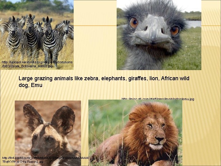 http: //upload. wikimedia. org/wikipedia/commons /8/83/Zebra_Botswana_edit 02. jpg Large grazing animals like zebra, elephants, giraffes,