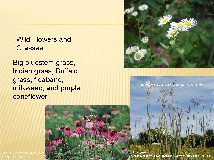 Wild Flowers and Grasses Big bluestem grass, Indian grass, Buffalo grass, fleabane, milkweed, and