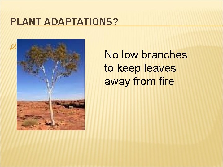 PLANT ADAPTATIONS? No low branches to keep leaves away from fire 