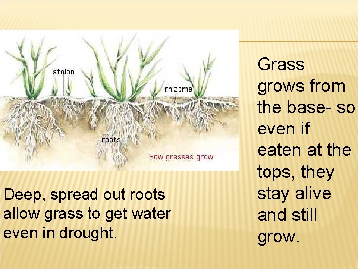 Deep, spread out roots allow grass to get water even in drought. Grass grows