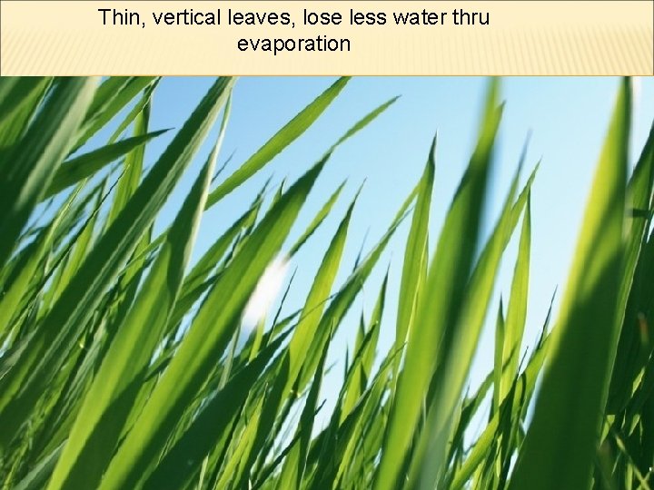 Thin, vertical leaves, lose less water thru evaporation 