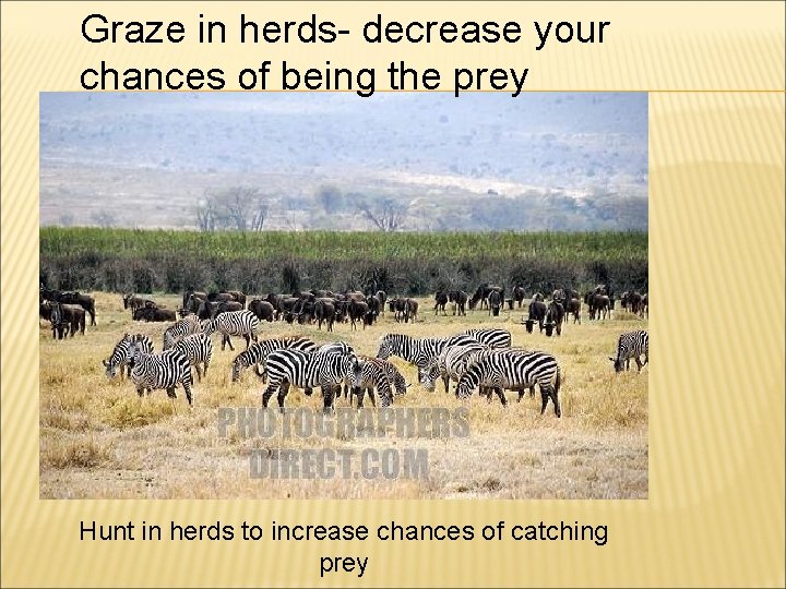 Graze in herds- decrease your chances of being the prey Hunt in herds to