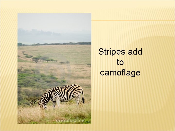 Stripes add to camoflage 